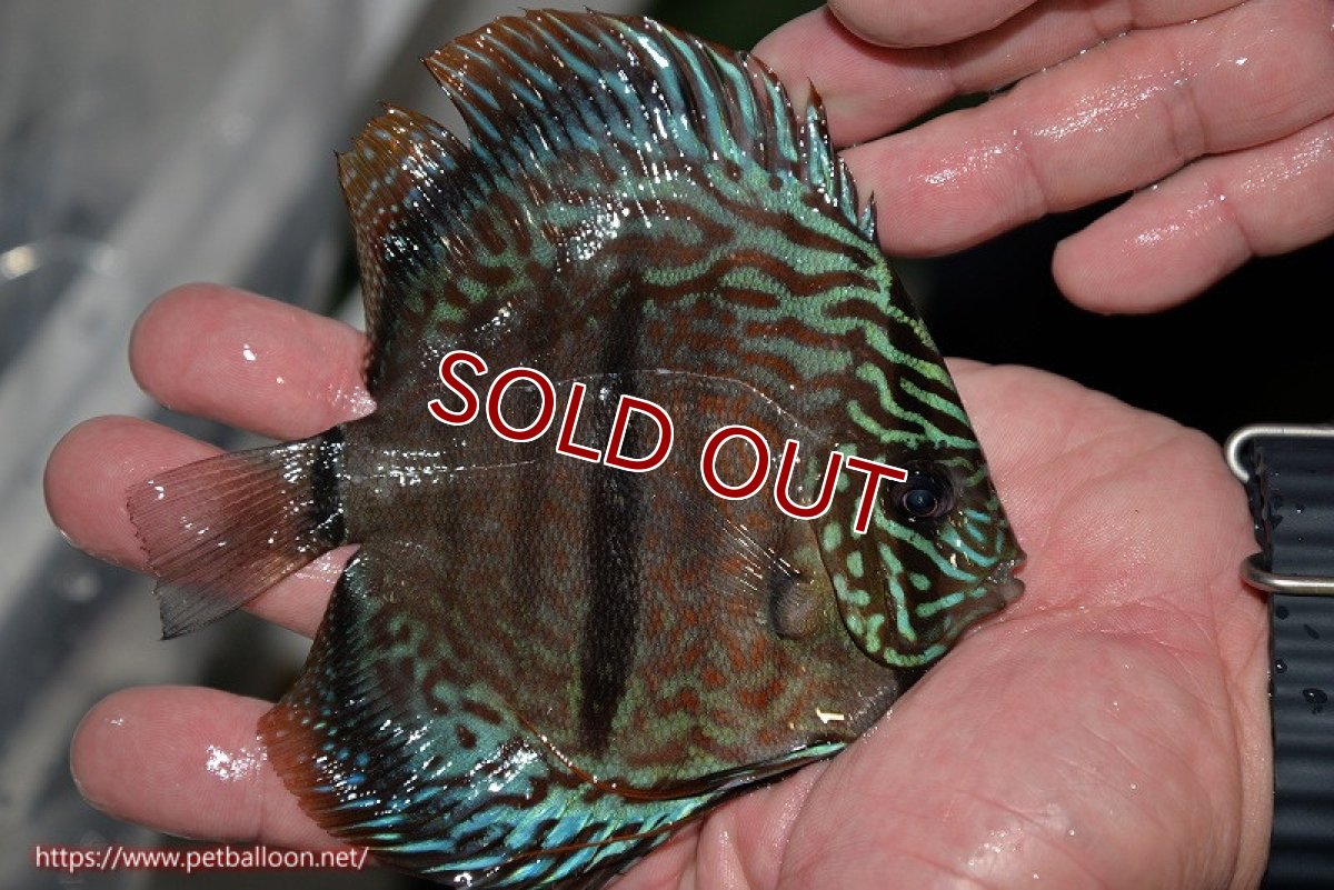 画像3: 【ディスカス】ヘッケルクロス イサレッド【個体販売】13cm(推定オス)(生体)ブリーダー:台湾 滿彩堂 (3)