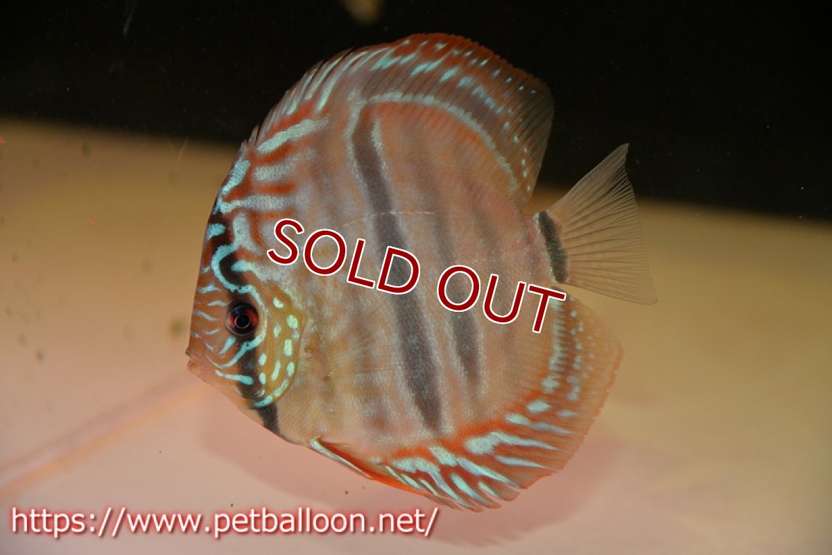 画像2: 【ディスカス】ヘッケルクロス イサレッド【個体販売】12cm(推定オス)(生体)ブリーダー:台湾 滿彩堂 (2)