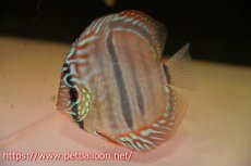 画像2: 【ディスカス】ヘッケルクロス イサレッド【個体販売】12cm(推定オス）（生体）ブリーダー：台湾　滿彩堂 (2)
