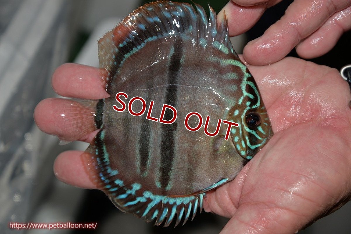 画像4: 【ディスカス】ヘッケルクロス イサレッド【個体販売】12cm(推定オス)(生体)ブリーダー:台湾 滿彩堂 (4)