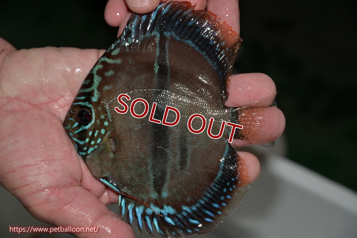 画像2: 【ディスカス】ヘッケルクロス イサレッド【個体販売】13cm(推定オス)(生体)ブリーダー:台湾 滿彩堂 (2)