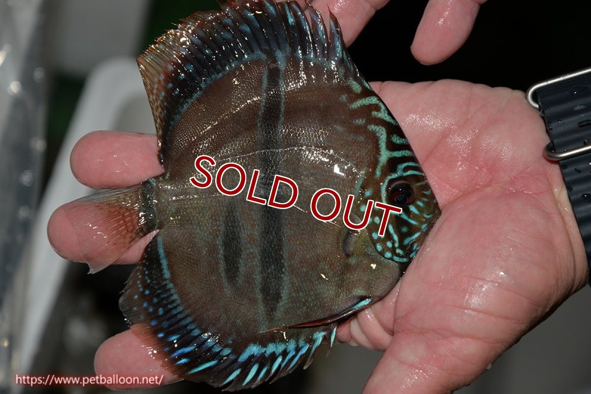 画像3: 【ディスカス】ヘッケルクロス イサレッド【個体販売】13cm(推定オス)(生体)ブリーダー:台湾 滿彩堂 (3)