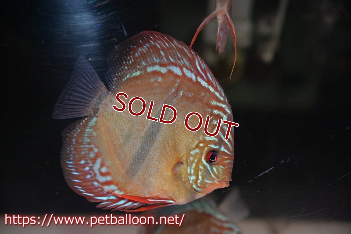 画像2: 【ディスカス】ヘッケルクロス イサレッド【個体販売】13cm(推定オス)(生体)ブリーダー:台湾 滿彩堂 (2)