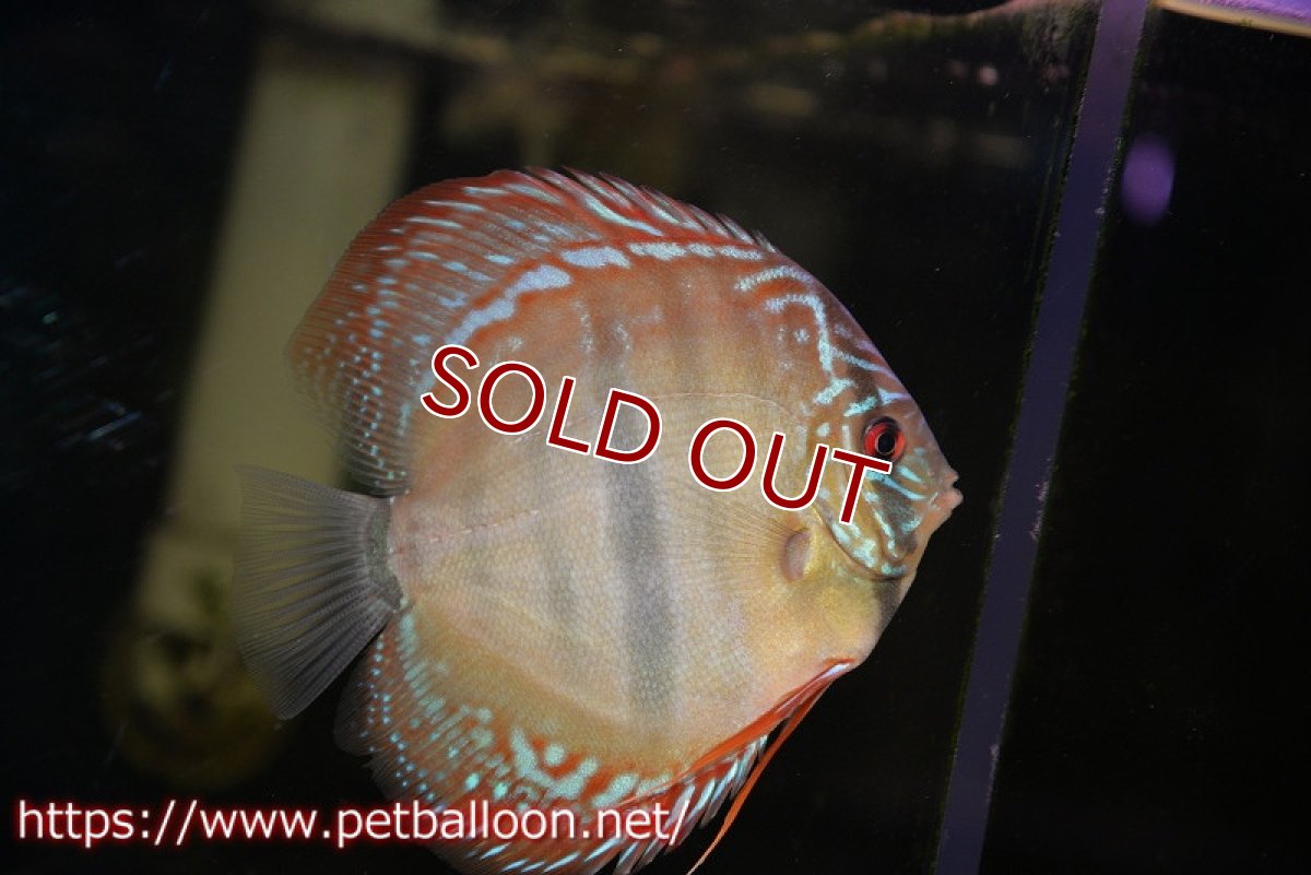 画像3: 【ディスカス】ヘッケルクロス イサレッド【個体販売】13cm(推定オス)(生体)ブリーダー:台湾 滿彩堂 (3)