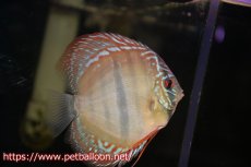 画像3: 【ディスカス】ヘッケルクロス イサレッド【個体販売】13cm(推定オス）（生体）ブリーダー：台湾　滿彩堂 (3)