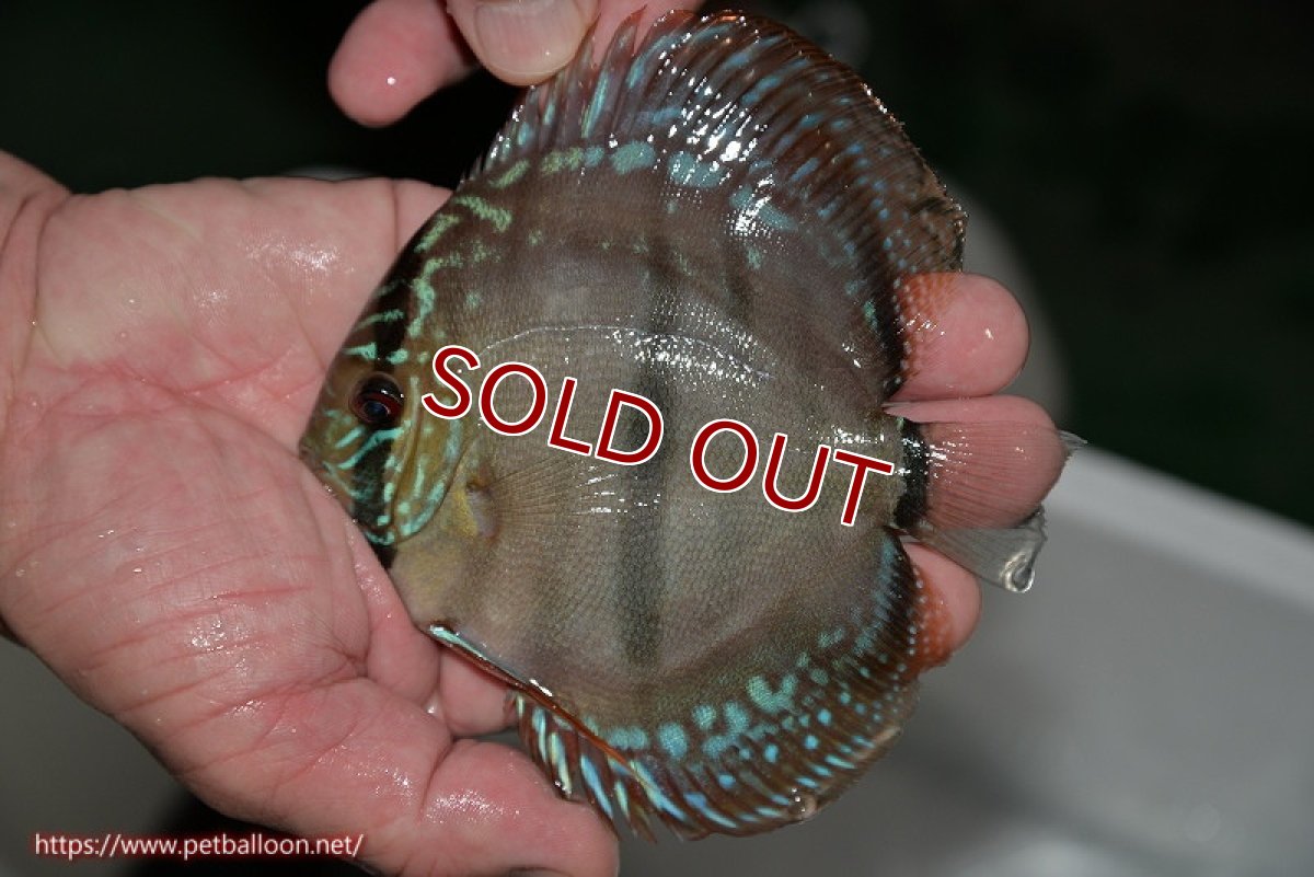 画像4: 【ディスカス】ヘッケルクロス イサレッド【個体販売】13cm(推定オス)(生体)ブリーダー:台湾 滿彩堂 (4)