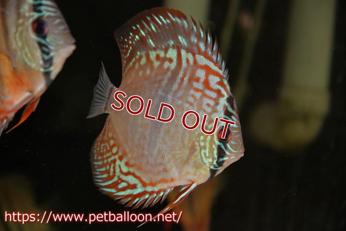 画像2: 【ディスカス】ヘッケルクロス イサレッド【個体販売】12cm(推定オス)(生体)ブリーダー:台湾 滿彩堂 (2)