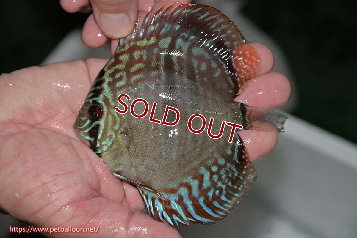 画像3: 【ディスカス】ヘッケルクロス イサレッド【個体販売】12cm(推定オス)(生体)ブリーダー:台湾 滿彩堂 (3)