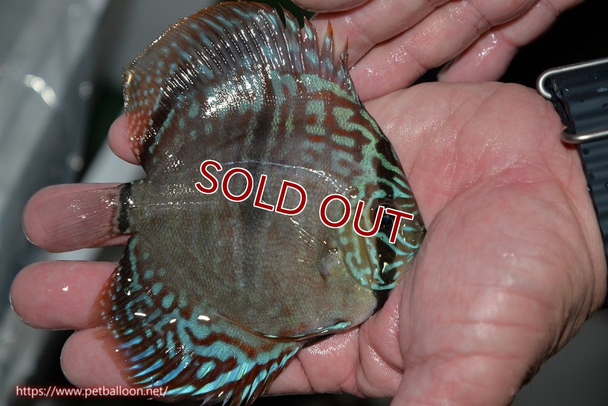 画像4: 【ディスカス】ヘッケルクロス イサレッド【個体販売】12cm(推定オス)(生体)ブリーダー:台湾 滿彩堂 (4)