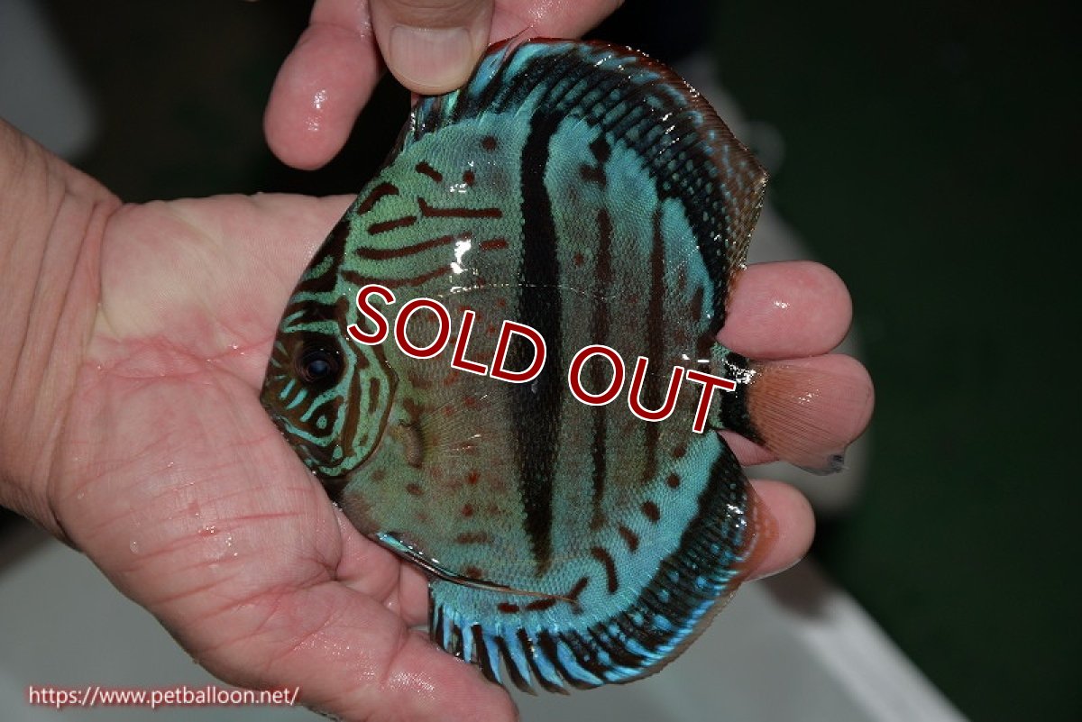 画像2: 【ディスカス】ヘッケルクロス イサレッド【個体販売】14cm (推定メス)(生体)ブリーダー:台湾 滿彩堂 (2)