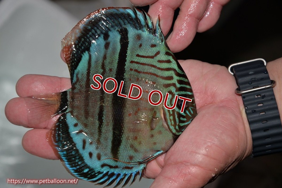 画像3: 【ディスカス】ヘッケルクロス イサレッド【個体販売】14cm (推定メス)(生体)ブリーダー:台湾 滿彩堂 (3)