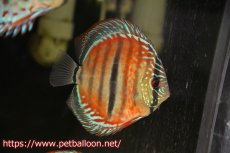 画像1: 【ディスカス】ヘッケルクロス イサレッド【個体販売】13cm(推定メス）（生体）ブリーダー：台湾　滿彩堂 (1)