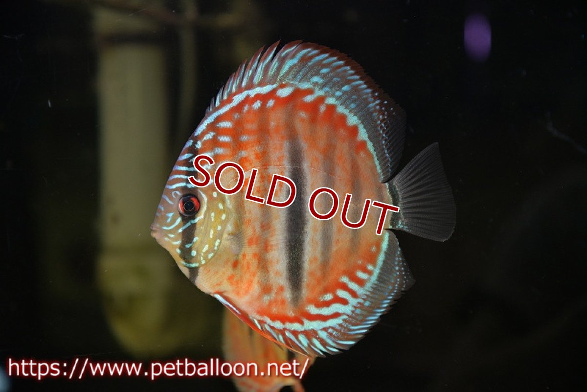 画像2: 【ディスカス】ヘッケルクロス イサレッド【個体販売】13cm(推定メス）（生体）ブリーダー：台湾　滿彩堂 (2)