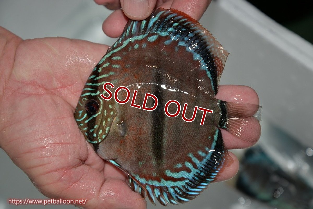 画像3: 【ディスカス】ヘッケルクロス イサレッド【個体販売】13cm(推定メス）（生体）ブリーダー：台湾　滿彩堂 (3)