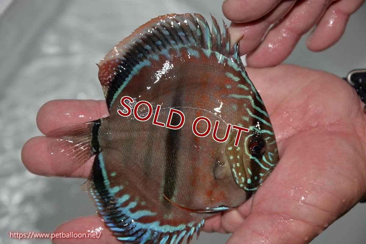 画像4: 【ディスカス】ヘッケルクロス イサレッド【個体販売】13cm(推定メス）（生体）ブリーダー：台湾　滿彩堂 (4)