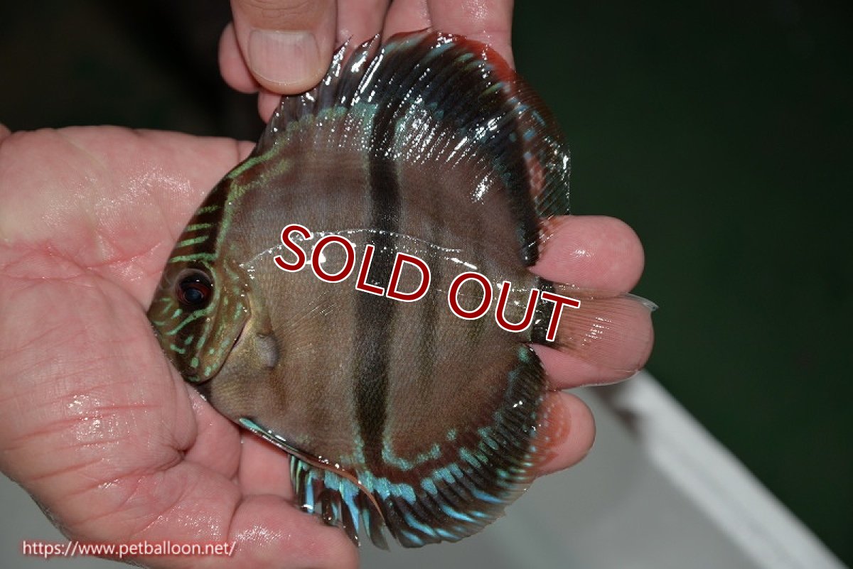 画像2: 【ディスカス】ヘッケルクロス イサレッド【個体販売】13cm(推定メス)(生体)ブリーダー:台湾 滿彩堂 (2)