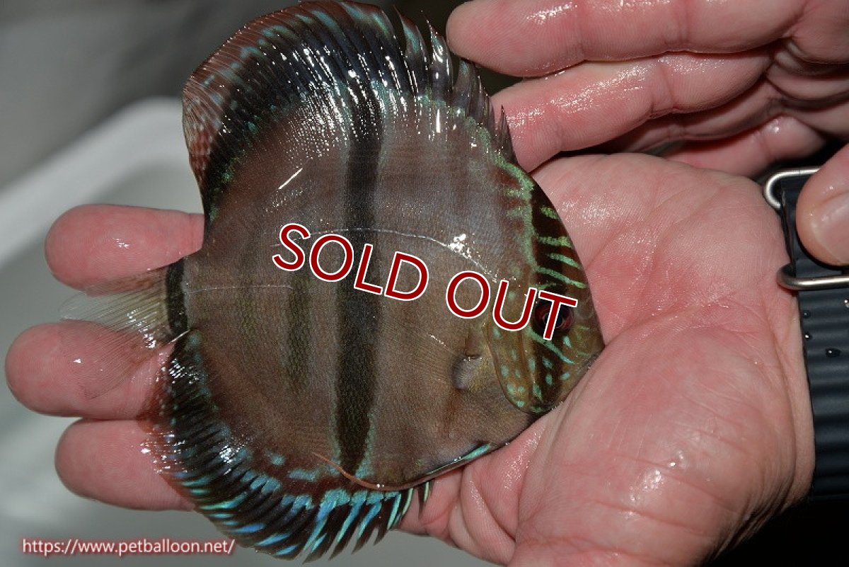 画像3: 【ディスカス】ヘッケルクロス イサレッド【個体販売】13cm(推定メス)(生体)ブリーダー:台湾 滿彩堂 (3)