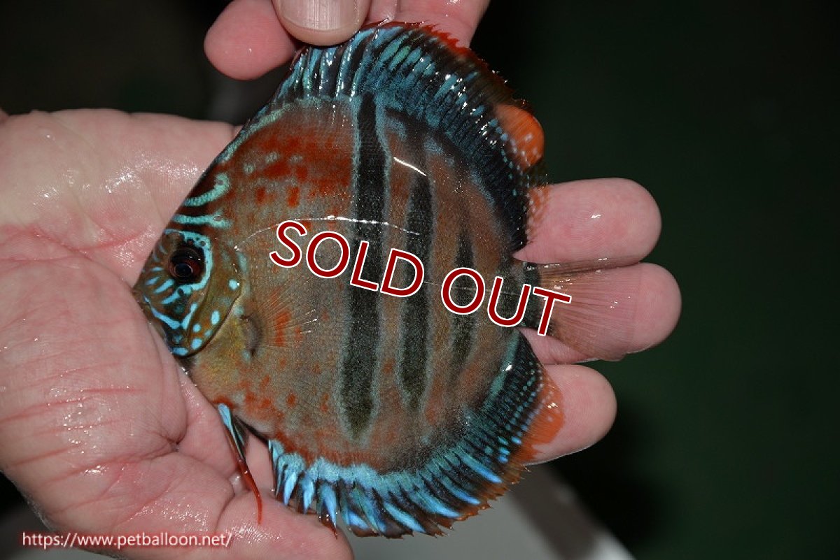 画像2: 【ディスカス】ヘッケルクロス イサレッド【個体販売】12cm(推定メス)(生体)ブリーダー:台湾 滿彩堂 (2)