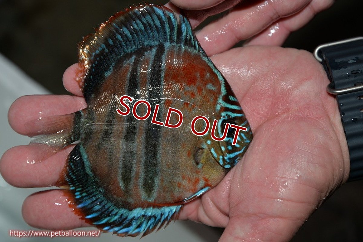 画像3: 【ディスカス】ヘッケルクロス イサレッド【個体販売】12cm(推定メス)(生体)ブリーダー:台湾 滿彩堂 (3)