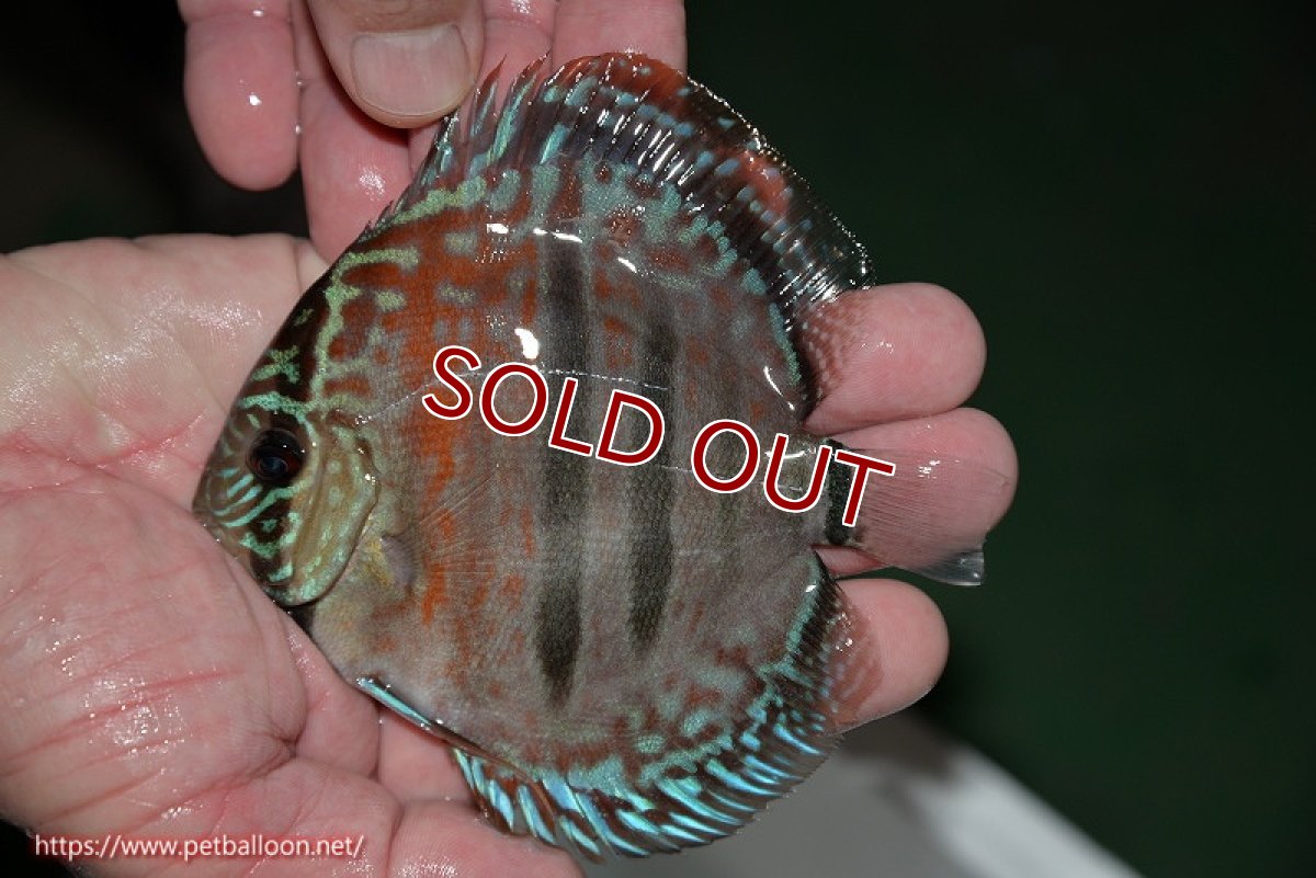 画像2: 【ディスカス】ヘッケルクロス イサレッド【個体販売】13cm(推定メス)(生体)ブリーダー:台湾 滿彩堂 (2)