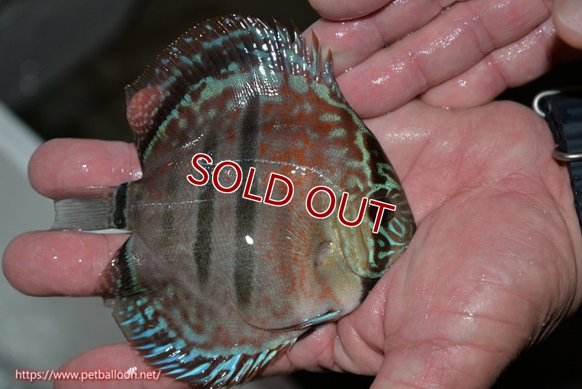 画像3: 【ディスカス】ヘッケルクロス イサレッド【個体販売】13cm(推定メス)(生体)ブリーダー:台湾 滿彩堂 (3)