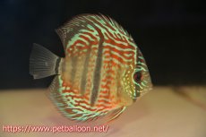 画像1: 【ディスカス】ヘッケルクロス イサレッド【個体販売】12cm(推定メス）（生体）ブリーダー：台湾　滿彩堂 (1)