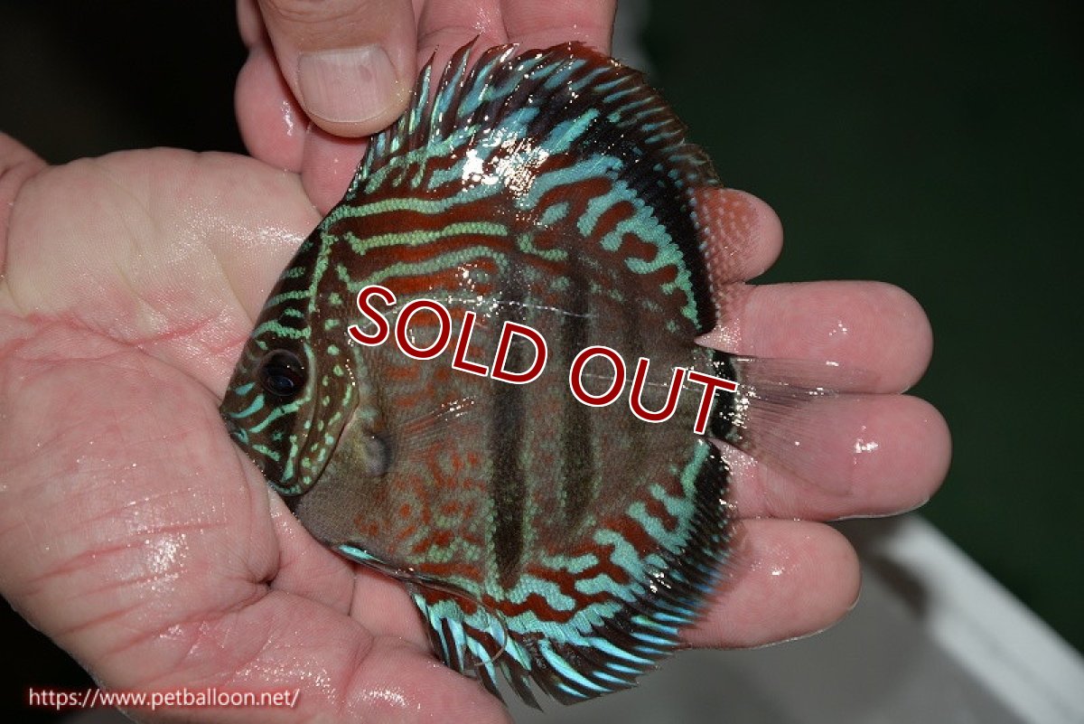 画像2: 【ディスカス】ヘッケルクロス イサレッド【個体販売】12cm(推定メス)(生体)ブリーダー:台湾 滿彩堂 (2)