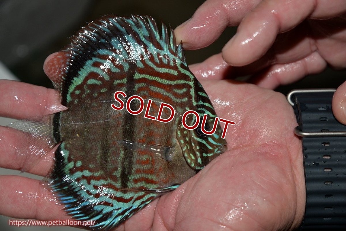 画像3: 【ディスカス】ヘッケルクロス イサレッド【個体販売】12cm(推定メス)(生体)ブリーダー:台湾 滿彩堂 (3)