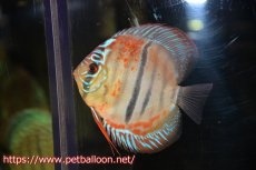 画像1: 【ディスカス】ヘッケルクロス イサレッド【個体販売】12cm(推定メス）（生体）ブリーダー：台湾　滿彩堂 (1)
