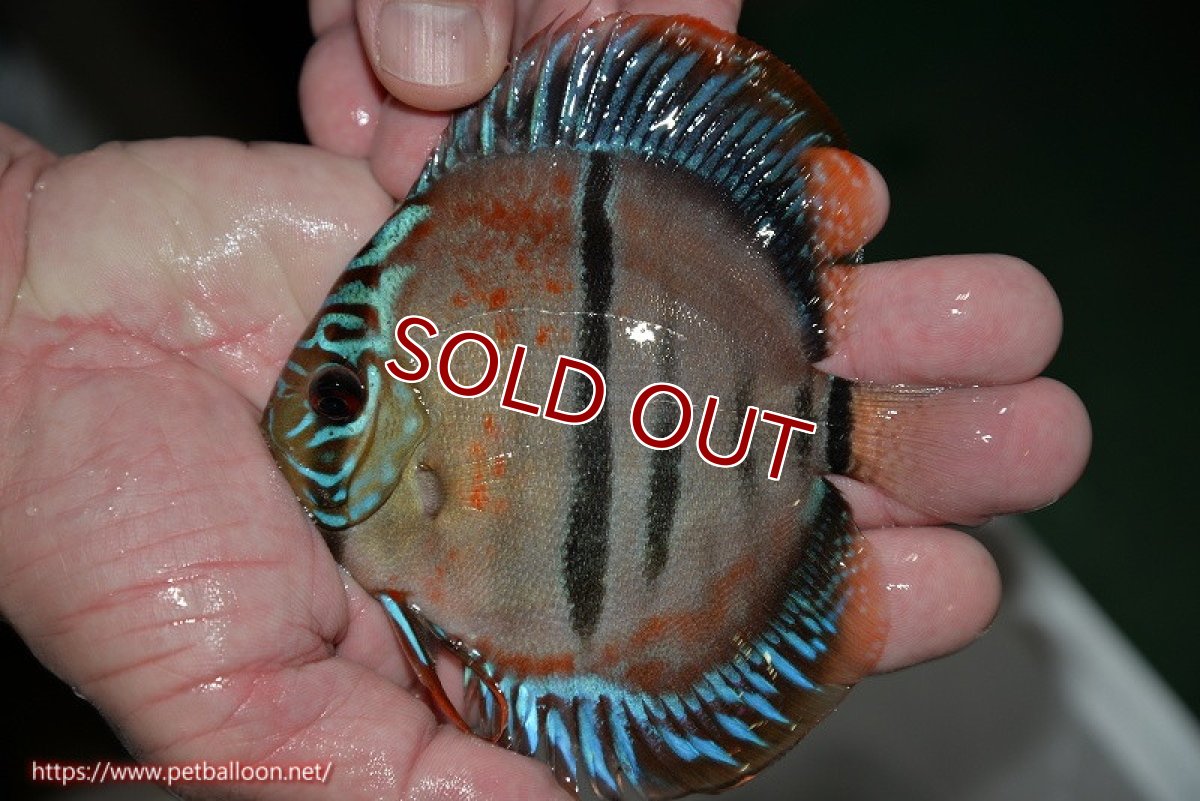 画像2: 【ディスカス】ヘッケルクロス イサレッド【個体販売】12cm(推定メス)(生体)ブリーダー:台湾 滿彩堂 (2)