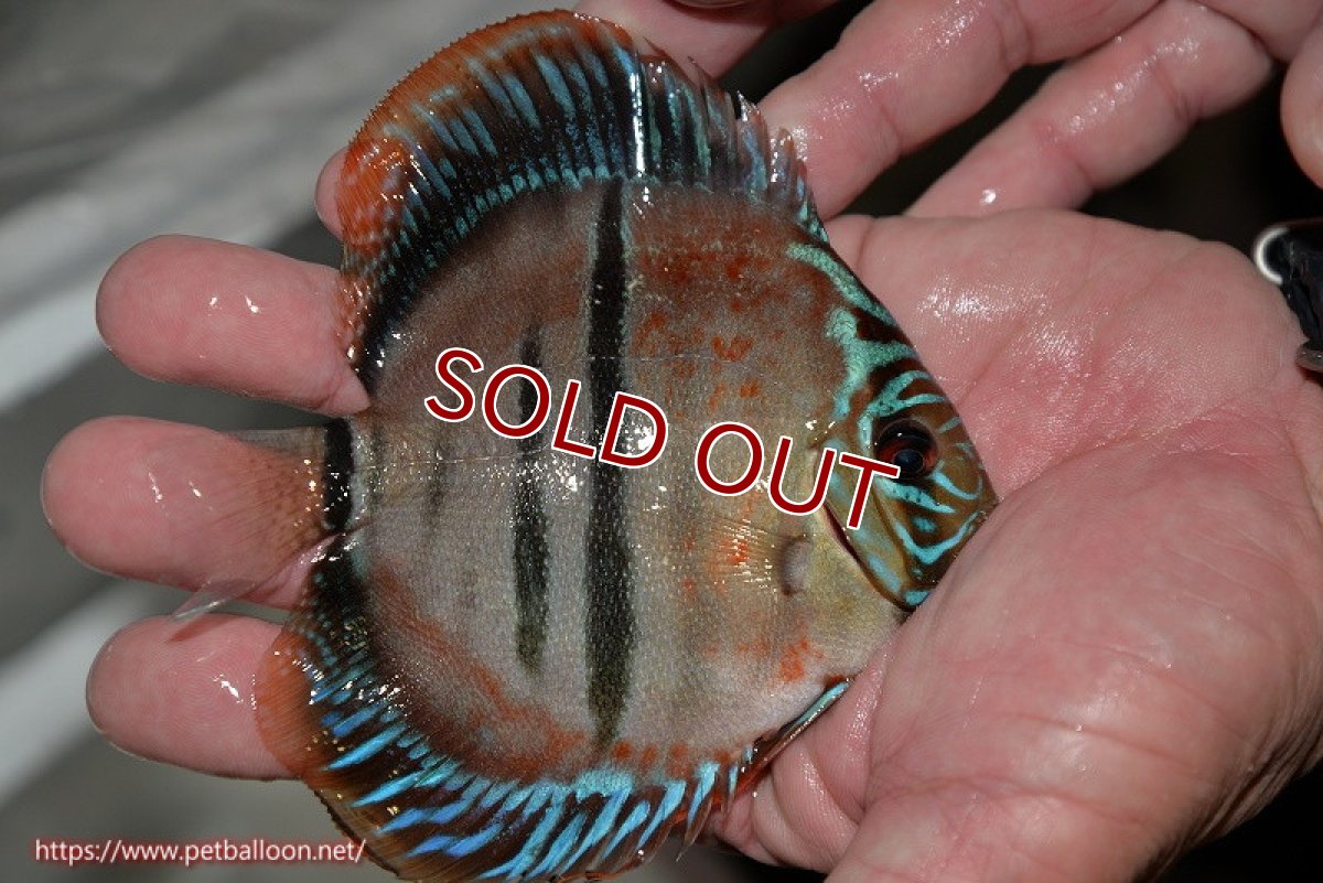 画像3: 【ディスカス】ヘッケルクロス イサレッド【個体販売】12cm(推定メス)(生体)ブリーダー:台湾 滿彩堂 (3)