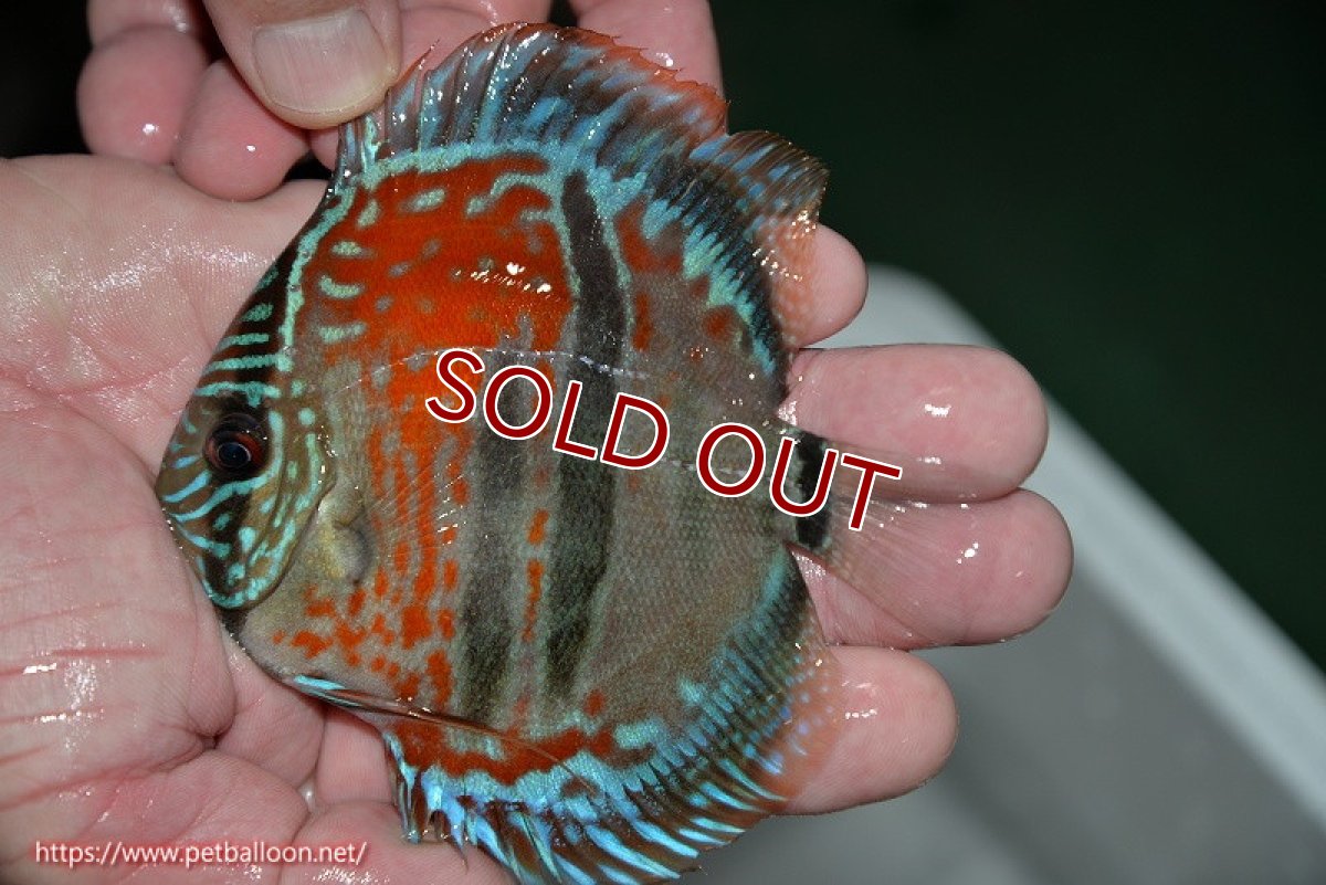 画像2: 【ディスカス】ヘッケルクロス イサレッド【個体販売】12cm(推定メス)(生体)ブリーダー:台湾 滿彩堂 (2)