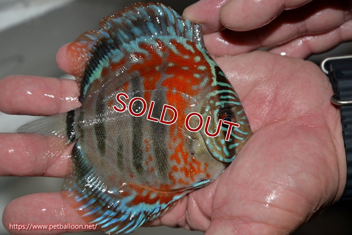 画像3: 【ディスカス】ヘッケルクロス イサレッド【個体販売】12cm(推定メス)(生体)ブリーダー:台湾 滿彩堂 (3)