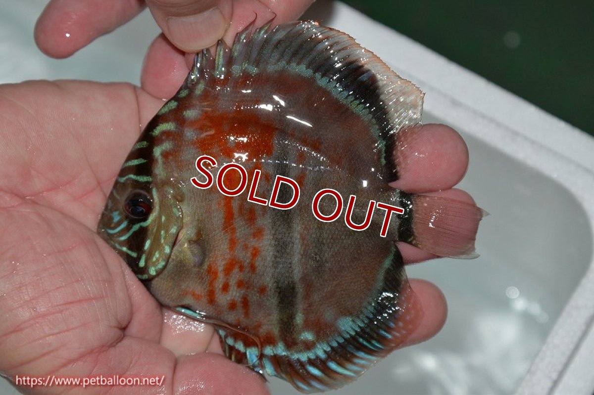 画像2: 【ディスカス】ヘッケルクロス イサレッド【個体販売】12cm(推定メス)(生体)ブリーダー:台湾 滿彩堂 (2)