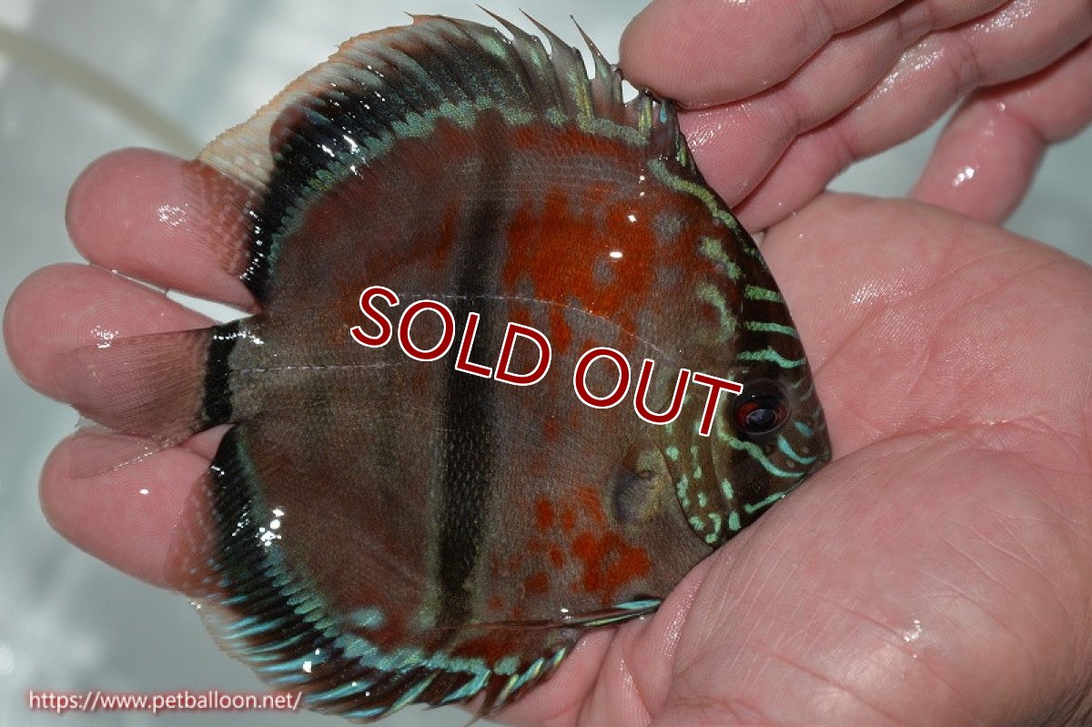 画像3: 【ディスカス】ヘッケルクロス イサレッド【個体販売】12cm(推定メス)(生体)ブリーダー:台湾 滿彩堂 (3)