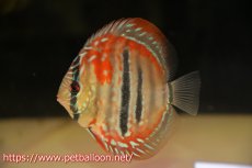 画像1: 【ディスカス】ヘッケルクロス イサレッド【個体販売】12cm(推定メス）（生体）ブリーダー：台湾　滿彩堂 (1)