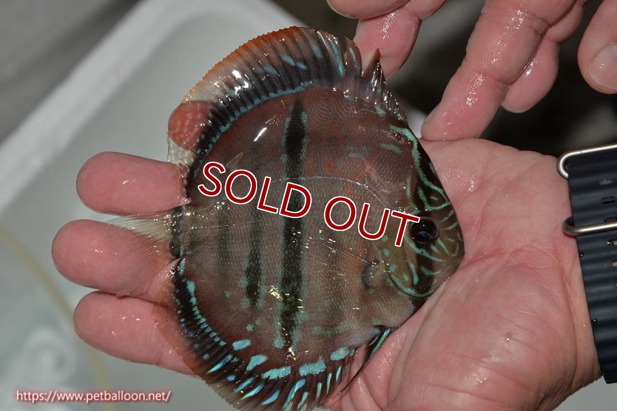 画像3: 【ディスカス】ヘッケルクロス イサレッド【個体販売】12cm(推定メス)(生体)ブリーダー:台湾 滿彩堂 (3)