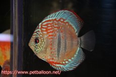 画像1: 【ディスカス】ヘッケルクロス イサレッド【個体販売】12cm(推定メス）（生体）ブリーダー：台湾　滿彩堂 (1)