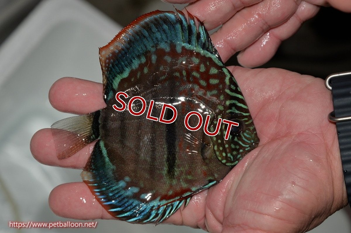 画像3: 【ディスカス】ヘッケルクロス イサレッド【個体販売】12cm(推定メス)(生体)ブリーダー:台湾 滿彩堂 (3)