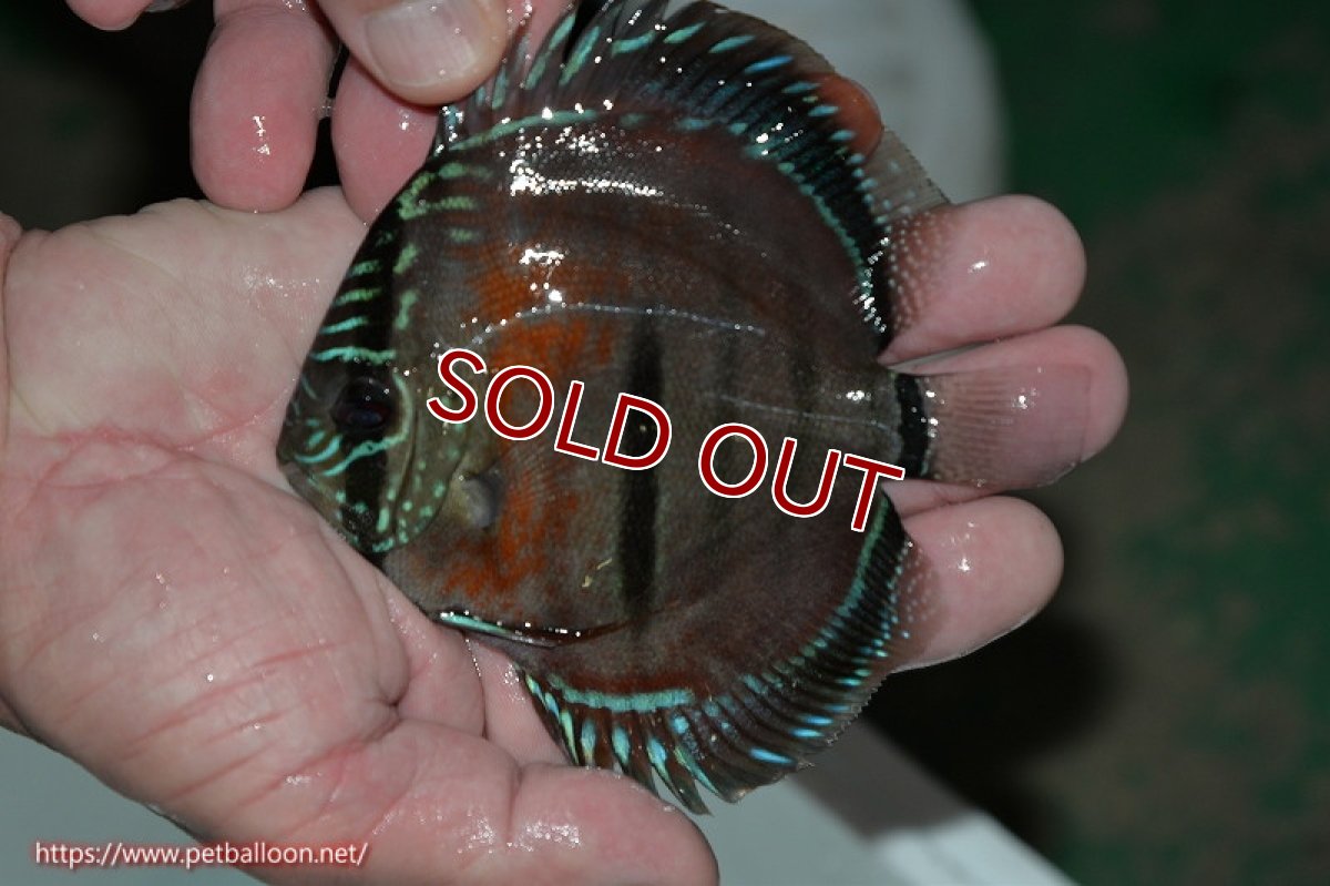 画像2: 【ディスカス】ヘッケルクロス イサレッド【個体販売】12cm(推定メス)(生体)ブリーダー:台湾 滿彩堂 (2)