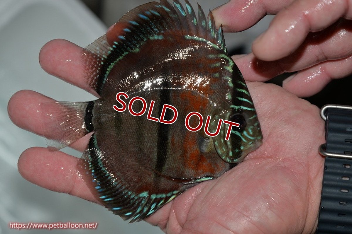 画像3: 【ディスカス】ヘッケルクロス イサレッド【個体販売】12cm(推定メス)(生体)ブリーダー:台湾 滿彩堂 (3)