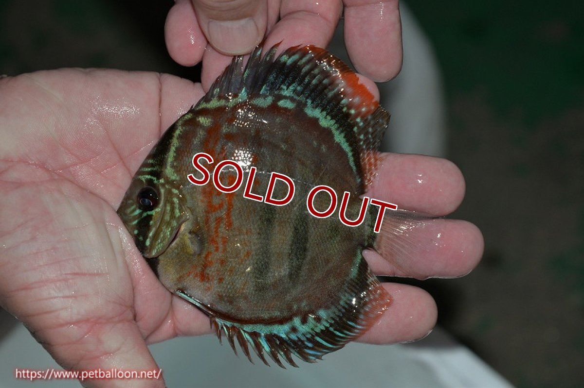 画像2: 【ディスカス】ヘッケルクロス イサレッド【個体販売】12cm(推定メス)(生体)ブリーダー:台湾 滿彩堂 (2)