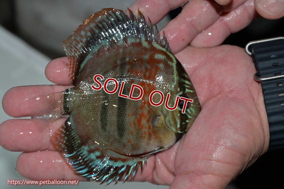 画像3: 【ディスカス】ヘッケルクロス イサレッド【個体販売】12cm(推定メス)(生体)ブリーダー:台湾 滿彩堂 (3)