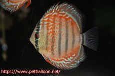 画像2: 【ディスカス】ヘッケルクロス イサレッド【個体販売】12cm(推定メス）（生体）ブリーダー：台湾　滿彩堂 (2)