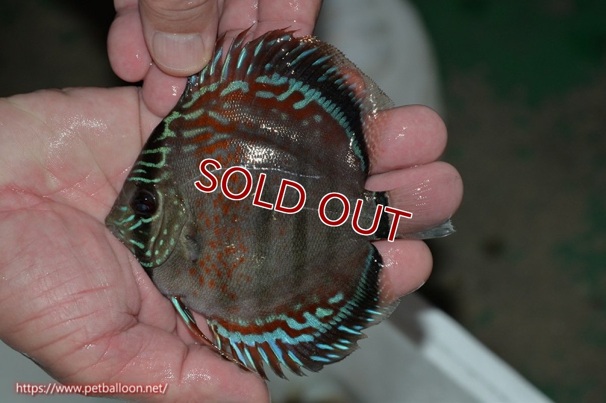 画像3: 【ディスカス】ヘッケルクロス イサレッド【個体販売】12cm(推定メス)(生体)ブリーダー:台湾 滿彩堂 (3)