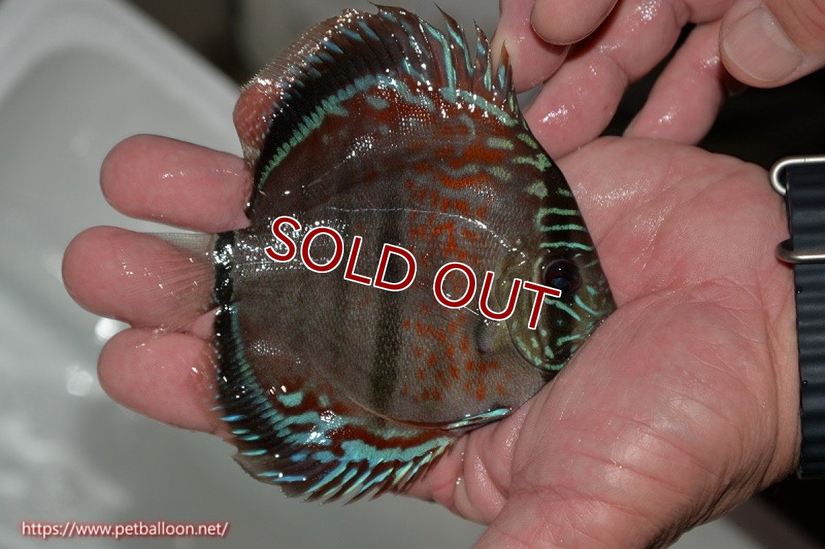 画像4: 【ディスカス】ヘッケルクロス イサレッド【個体販売】12cm(推定メス)(生体)ブリーダー:台湾 滿彩堂 (4)