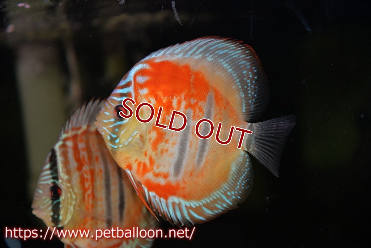 画像2: 【ディスカス】ヘッケルクロス イサレッド【個体販売】12cm(推定メス)(生体)ブリーダー:台湾 滿彩堂 (2)