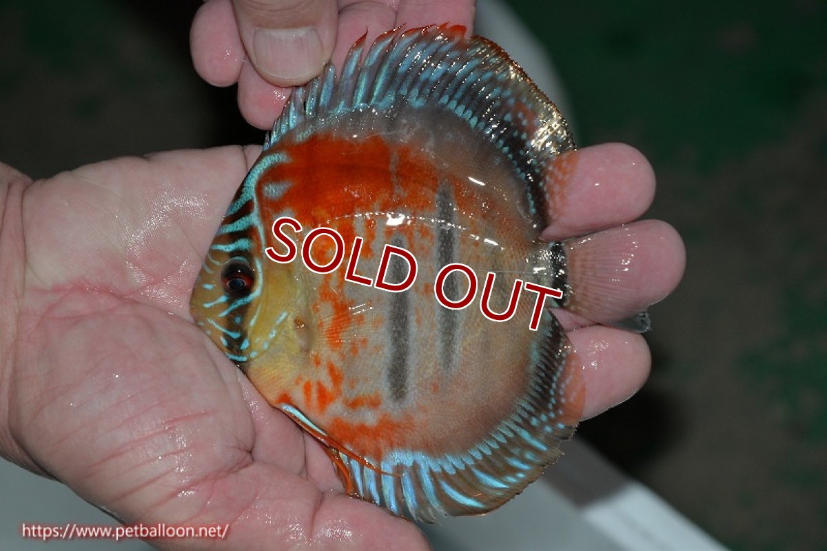 画像3: 【ディスカス】ヘッケルクロス イサレッド【個体販売】12cm(推定メス)(生体)ブリーダー:台湾 滿彩堂 (3)