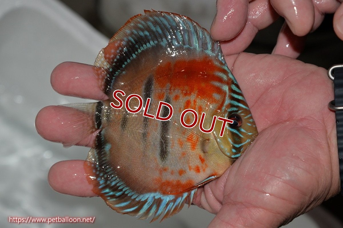 画像4: 【ディスカス】ヘッケルクロス イサレッド【個体販売】12cm(推定メス)(生体)ブリーダー:台湾 滿彩堂 (4)