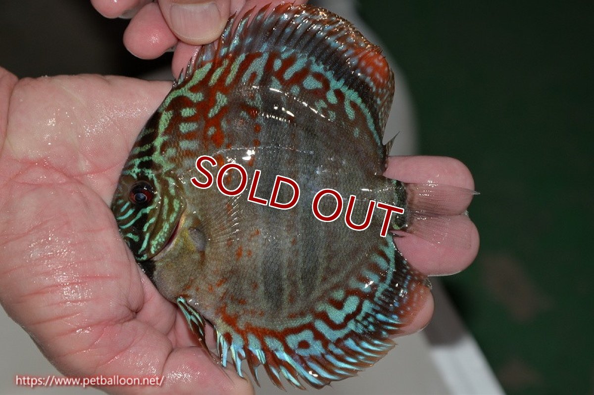 画像2: 【ディスカス】ヘッケルクロス イサレッド【個体販売】14cm (推定オス)(生体)ブリーダー:台湾 滿彩堂 (2)